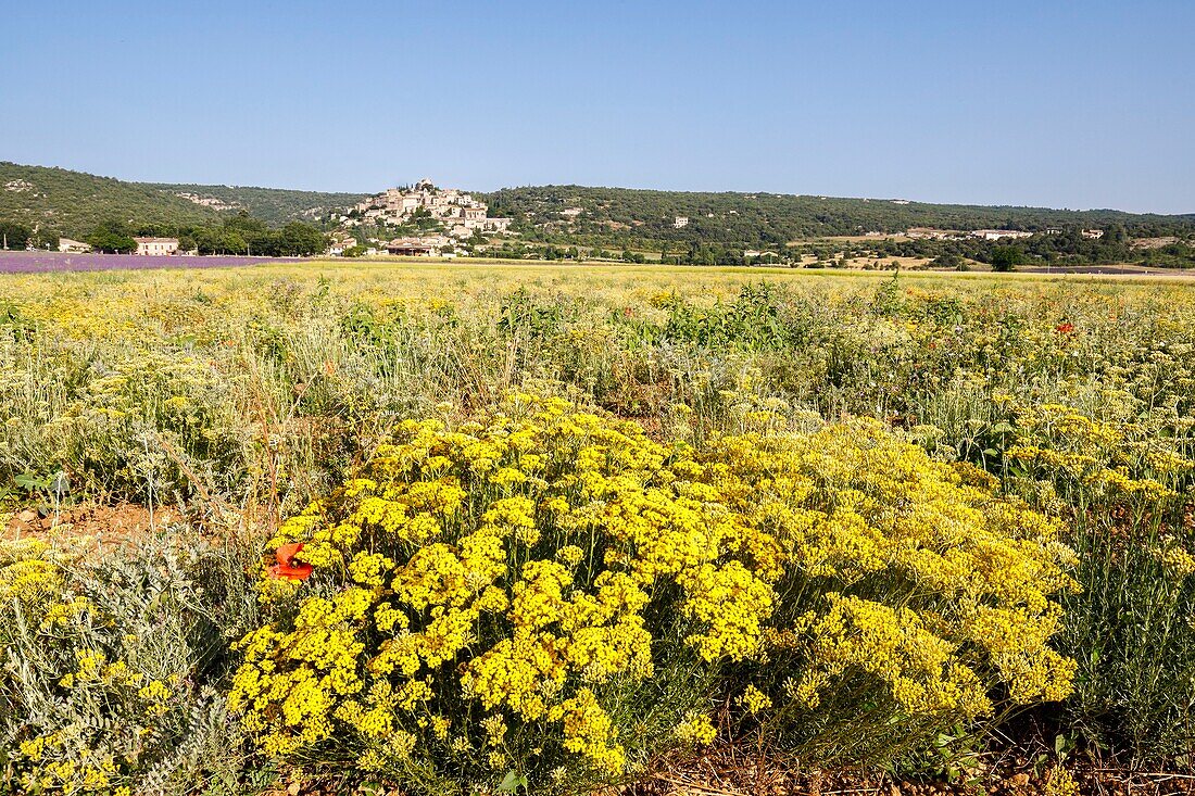 France, Alpes de Haute Provence, Simiane la Rotonde, field of everlasting flowerand Helichrysum italicum) the village in the background