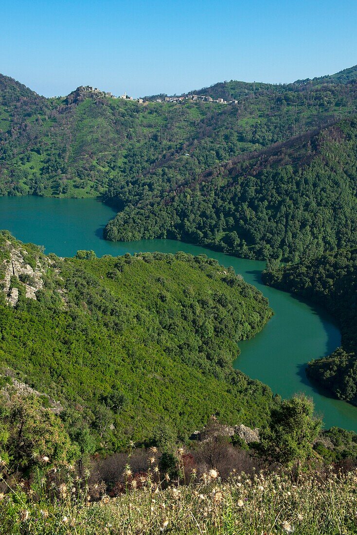 France, Haute Corse, Castanicia, Chiatra, the reservoir of the Alesani dam, surrounded by burning hills a year before