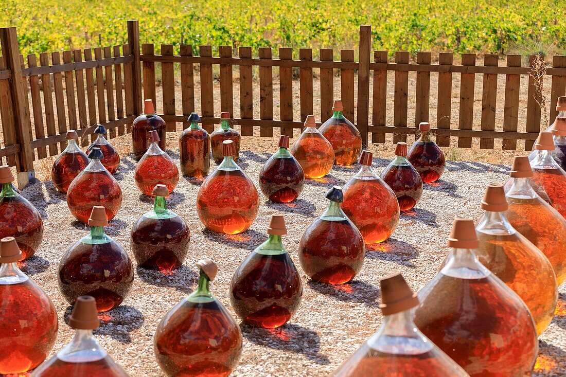 France, Herault, Vic La Gardiole, Domaine de la Plaine, AOC Muscat de Frontignan, refining in cylinders exposed to bad weather for a year