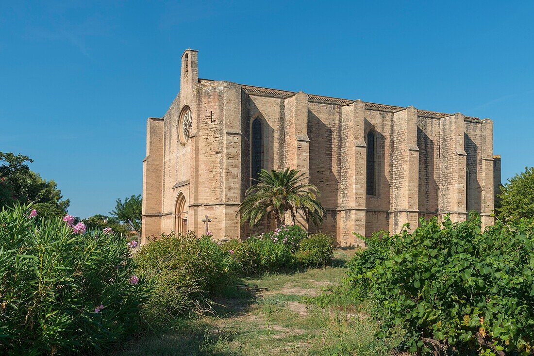 Frankreich, Hérault, Loupian, Kirche Saint-Cecile aus dem XIV. Jahrhundert im gotischen Stil aus dem Languedoc