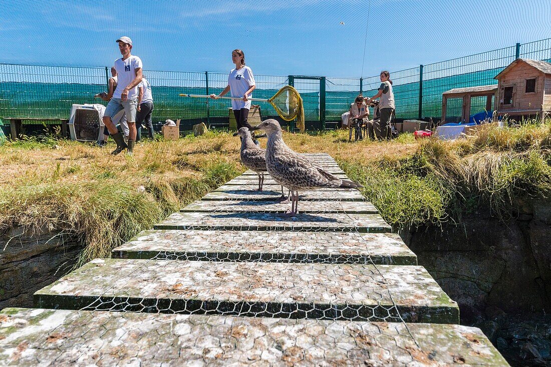 France, Cotes d'Armor, Pink Granite Coast, Pleumeur Bodou, Grande Island, Ornithological Station of the League of Protection of Birds (LPO), counting, weighing, census and ringing of Brown Gulls (Larus fuscus) and Herring Gulls (Larus argentatus) before releasing larger ones