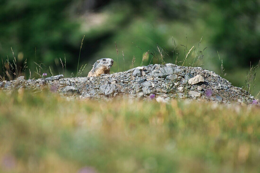 Frankreich, Hautes Alpes, Regionaler Naturpark Queyras, Ceillac, Alpenmurmeltier