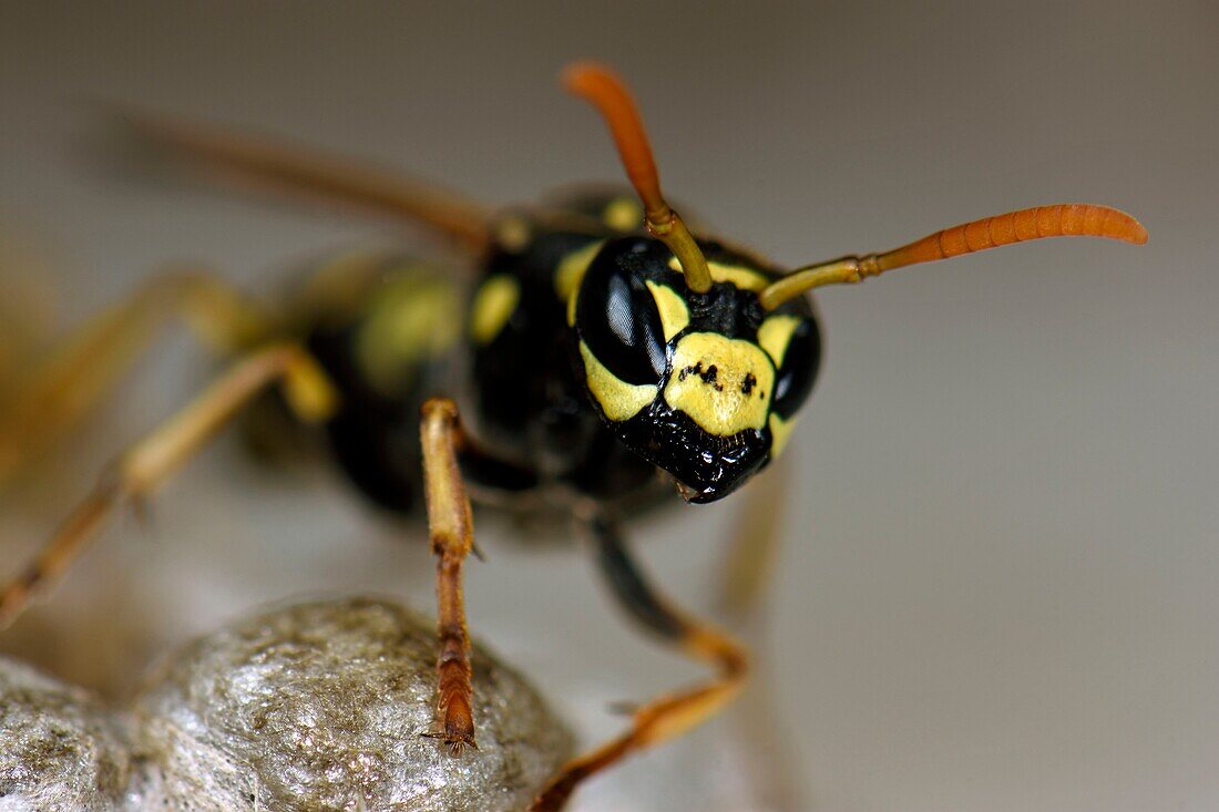 Frankreich, Territoire de Belfort, Belfort, Fenster, Fensterpflanze, Wespennest, Polistes gallicus oder Polistes doninulus