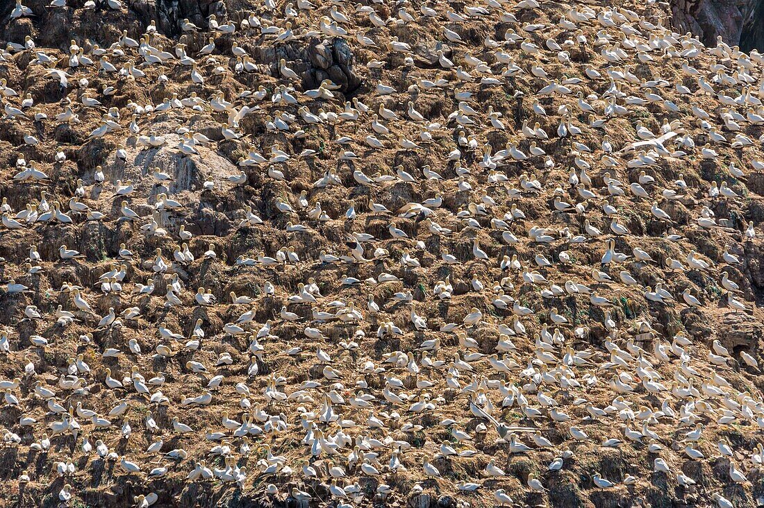 Frankreich, Cotes d'Armor, Perros Guirec, Kolonie von Basstölpeln (Morus bassanus) auf der Insel Rouzic im Naturschutzgebiet Sept Îles