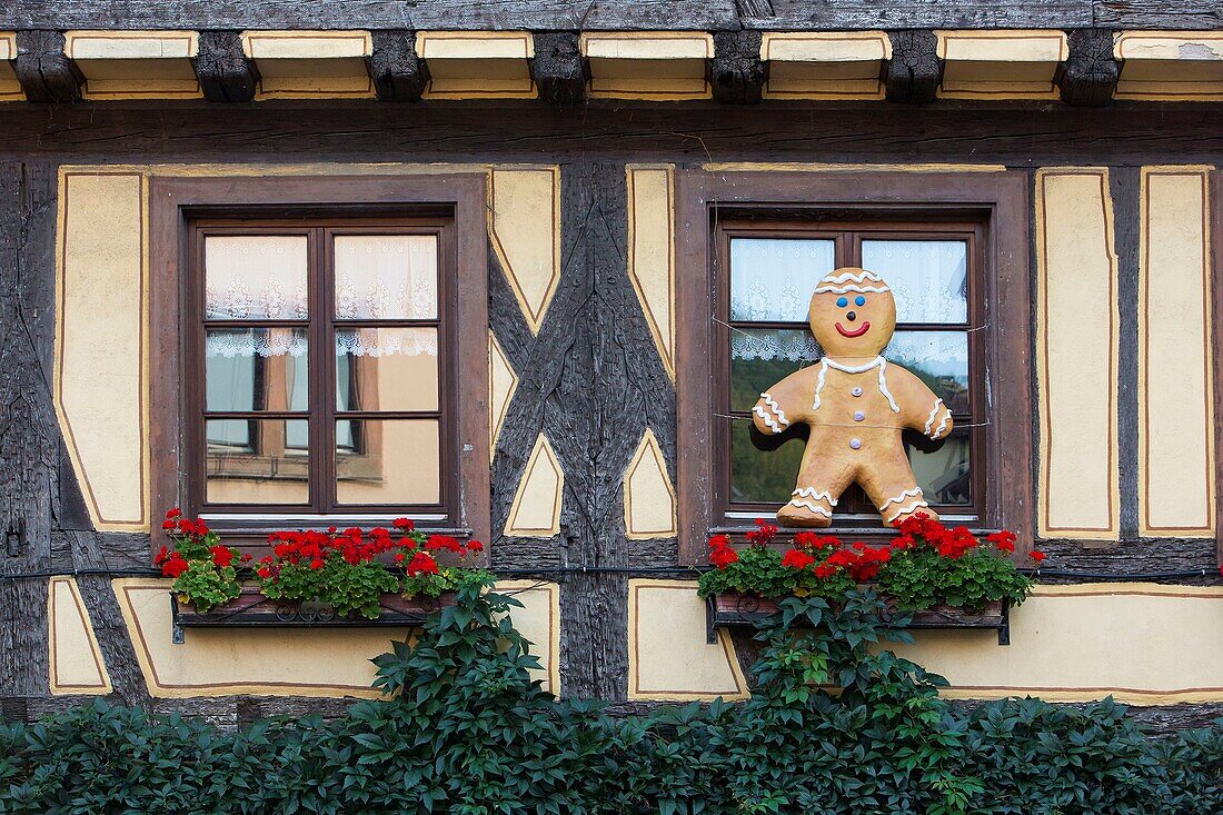 Frankreich, Haut Rhin, Route des Vins d'Alsace, Kaysersberg mit der Aufschrift Les Plus Beaux Villages de France (Eines der schönsten Dörfer Frankreichs), Fassade eines traditionellen Hauses und Manala, die an einem Fenster steht