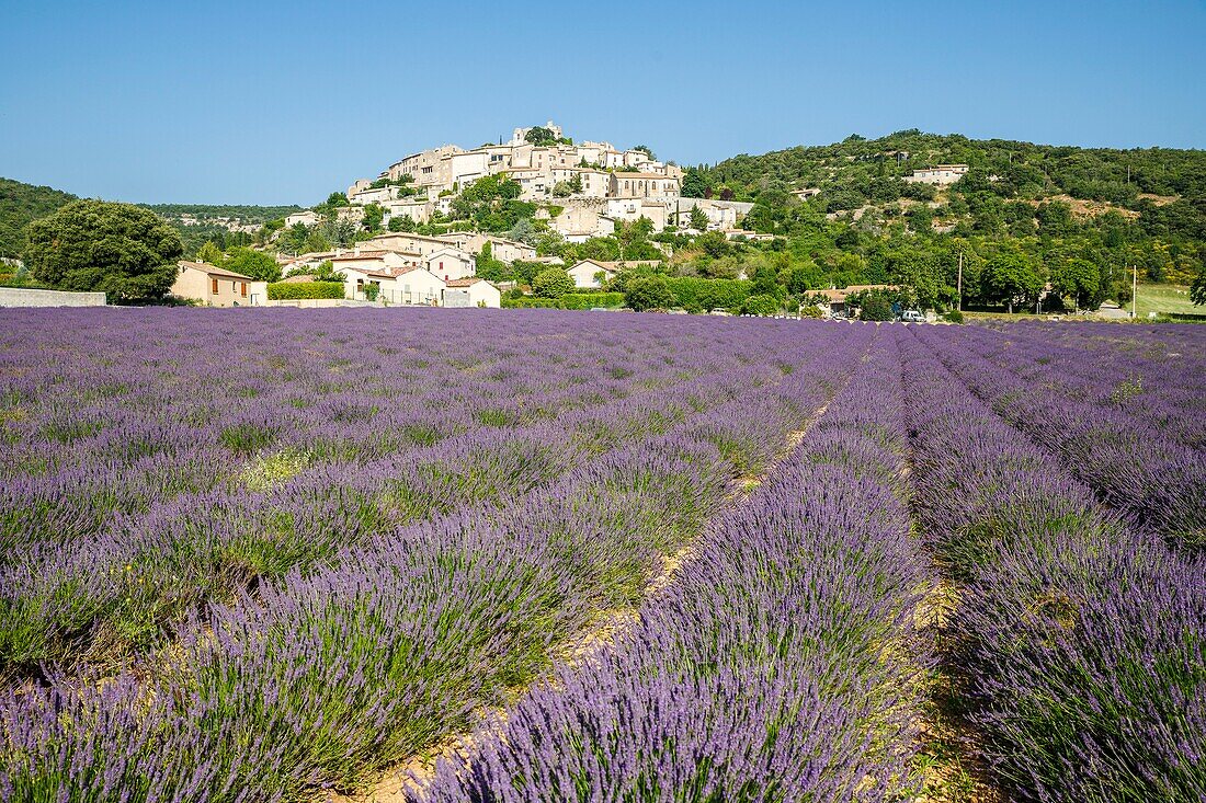 Frankreich, Alpes de Haute Provence, Simiane la Rotonde, Lavendelfeld am Fuße des Dorfes