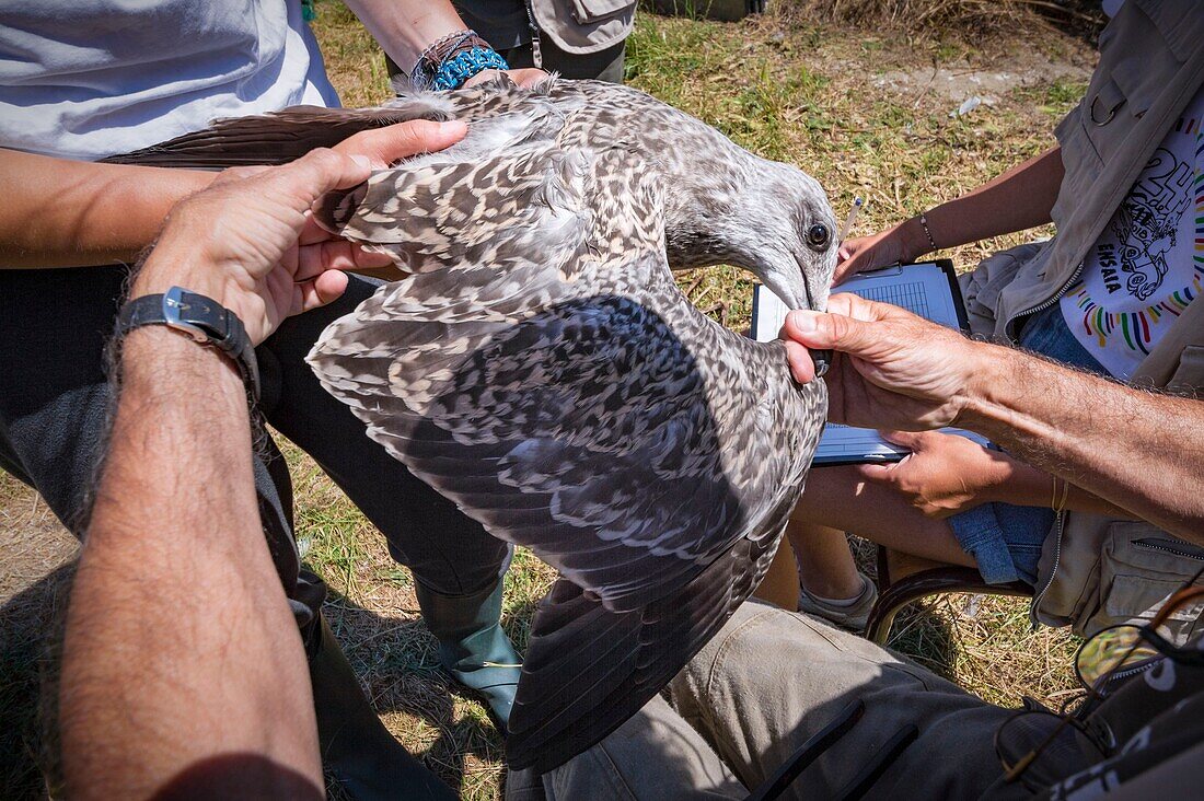 France, Cotes d'Armor, Pink Granite Coast, Pleumeur Bodou, Grande Island, Ornithological Station of the League of Protection of Birds (LPO), counting, weighing, census and ringing of Brown Gulls (Larus fuscus) and Herring Gulls (Larus argentatus) before releasing larger ones