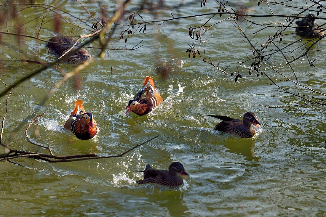 France, Val de Marne, the Marne riverside, Bry sur Marne, mandarin ducks (Aix galericulata) and coypu also known as the nutria (Myocastor coypus) in the background