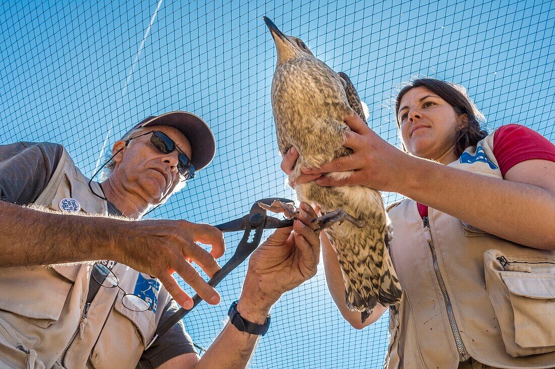 France, Cotes d'Armor, Pink Granite Coast, Pleumeur Bodou, Grande Island, Ornithological Station of the League of Protection of Birds (LPO), counting, weighing, census and ringing of Brown Gulls (Larus fuscus) and Herring Gulls (Larus argentatus) before releasing larger ones