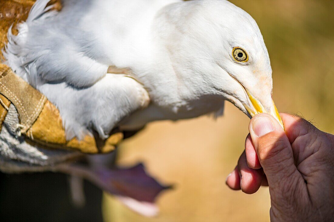 France, Cotes d'Armor, Pink Granite Coast, Pleumeur Bodou, Grande Island, Ornithological Station of the League of Protection of Birds (LPO), counting, weighing, census and ringing of Brown Gulls (Larus fuscus) and Herring Gulls (Larus argentatus) before releasing larger ones