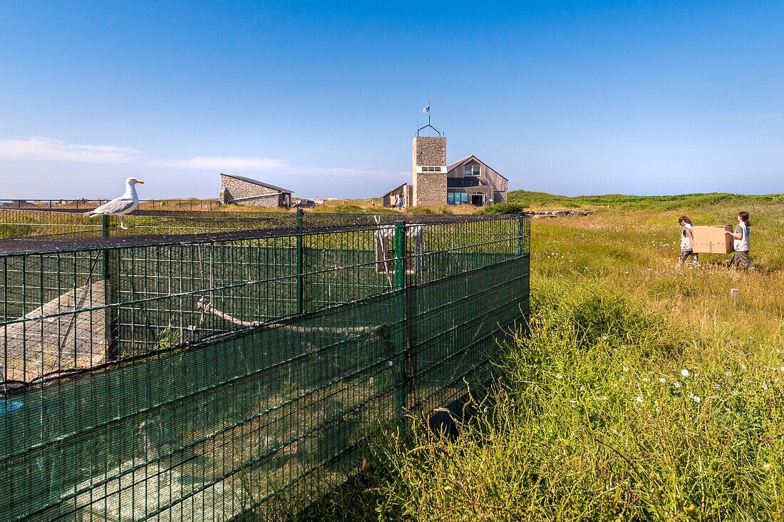 France, Cotes d'Armor, Pink Granite Coast, Pleumeur Bodou, Grande Island, Ornithological Station of the League of Protection of Birds (LPO), release ringed Gulls