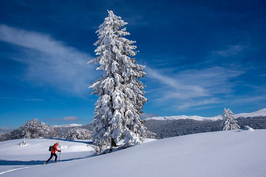 France, Jura, GTJ great crossing of the Jura on snowshoes, crossing majestic landscapes between Lajoux and Molunes with the high peaks of Jura including Colomby de Gex