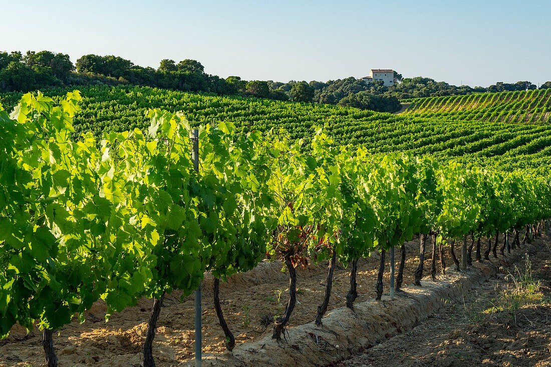 France, Haute Corse, Aleria, eastern plain, the vineyard around the pond of Diana