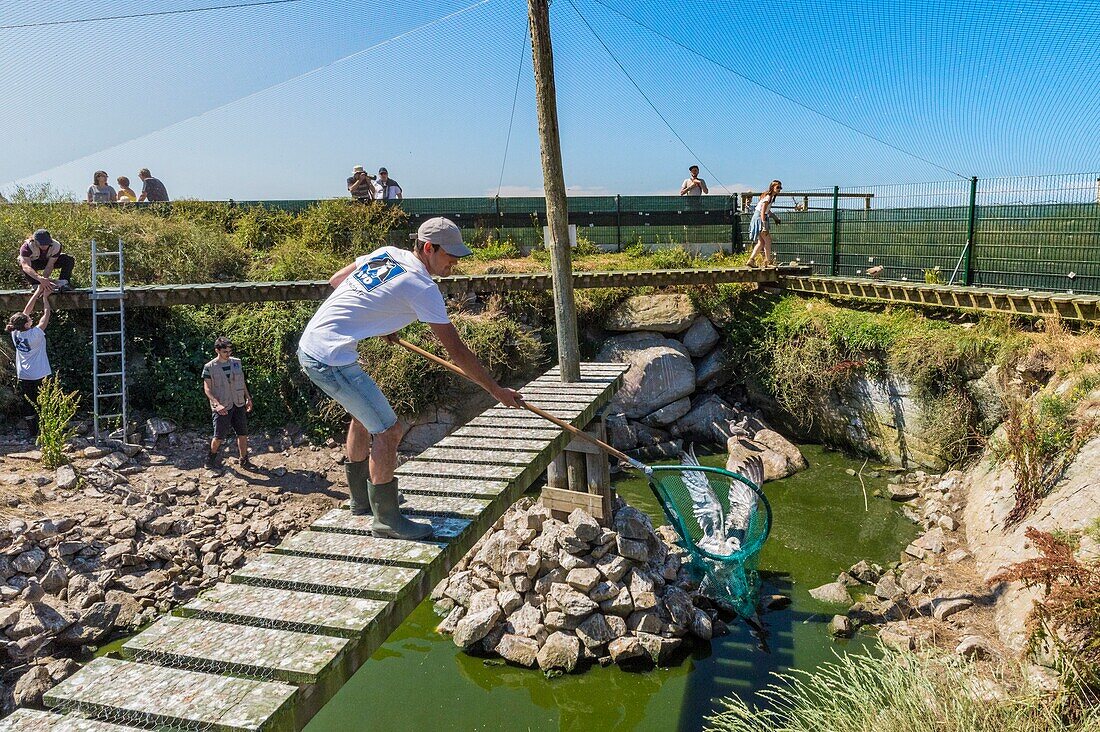 France, Cotes d'Armor, Pink Granite Coast, Pleumeur Bodou, Grande Island, Ornithological Station of the League of Protection of Birds (LPO), counting, weighing, census and ringing of Brown Gulls (Larus fuscus) and Herring Gulls (Larus argentatus) before releasing larger ones