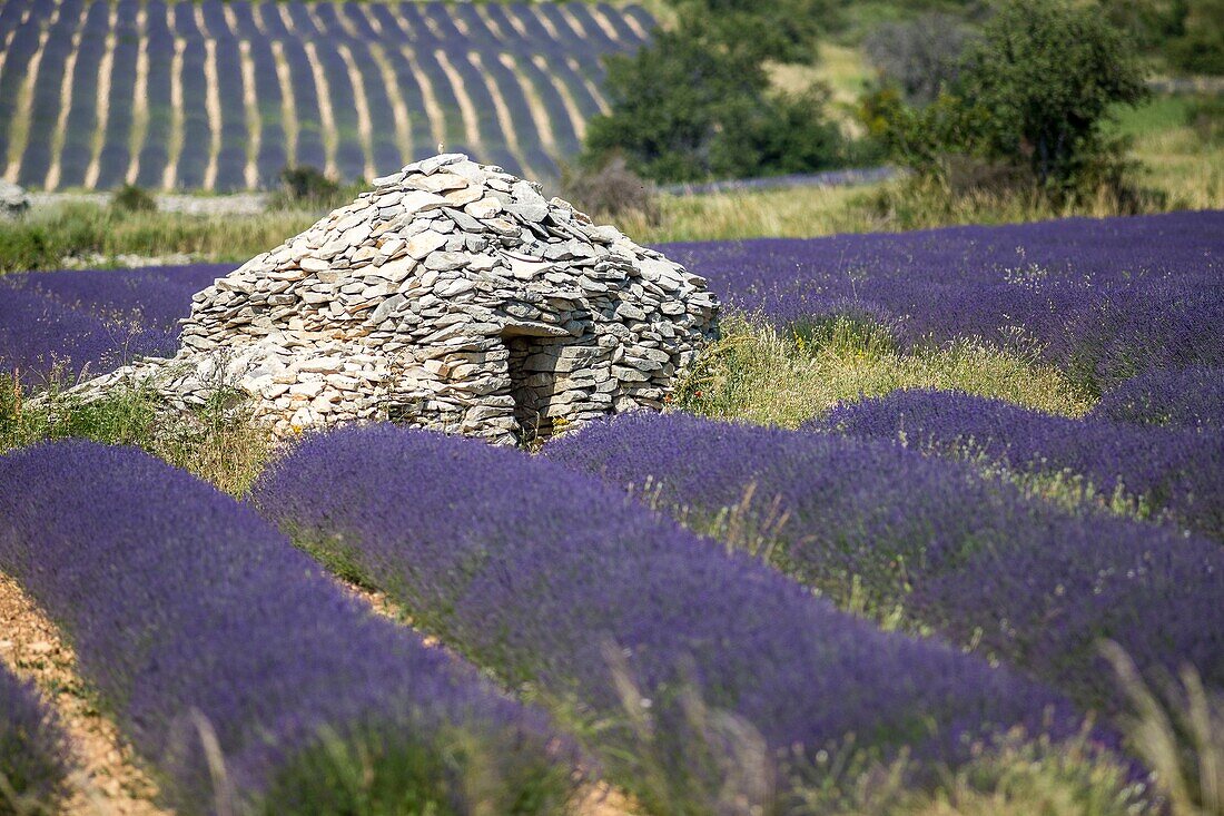 France, Drome, Drome Provencale, Ferrassieres, borie in a lavender field