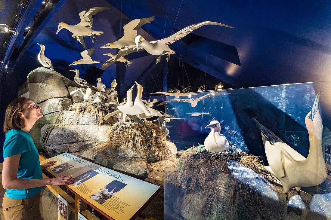 France, Cotes d'Armor, Pink Granite Coast, Pleumeur Bodou, Grande Island, Ornithological Station of the League of Protection of Birds (LPO), the ornithological museum