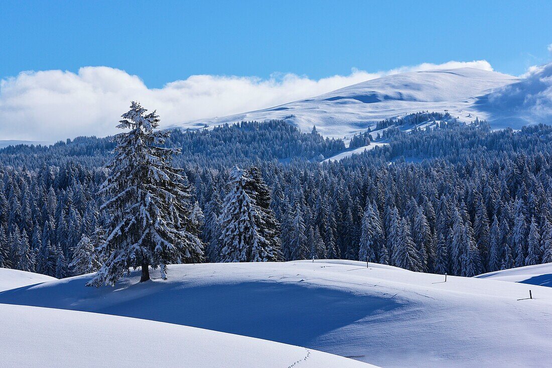 France, Jura, GTJ, great crossing of the Jura on snowshoes, snow laden landscape of the Hautes Combes plateau