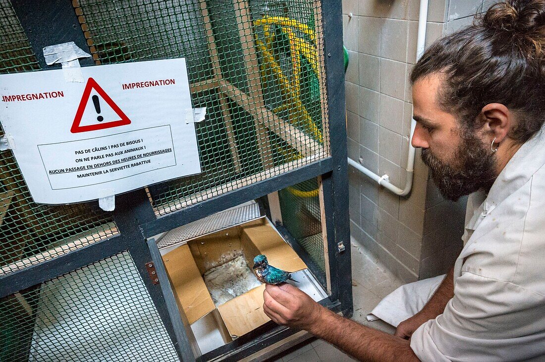 France, Cotes d'Armor, Pink Granite Coast, Pleumeur Bodou, Grande Island, Ornithological Station of the League of Protection of Birds (LPO), Wildlife Care Center, care of one of the smallest residents, a Kingfisher from Europe (Alcedo atthis)