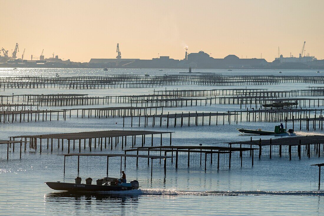 Frankreich, Herault, Bouzigues, Austerntische an der Lagune von Thau mit dem Handelshafen von Sete im Hintergrund