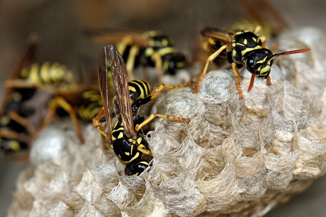 Frankreich, Territoire de Belfort, Belfort, Fenster, Fensterpflanze, Wespennest, Polistes gallicus oder Polistes doninulus, fütternde Larven