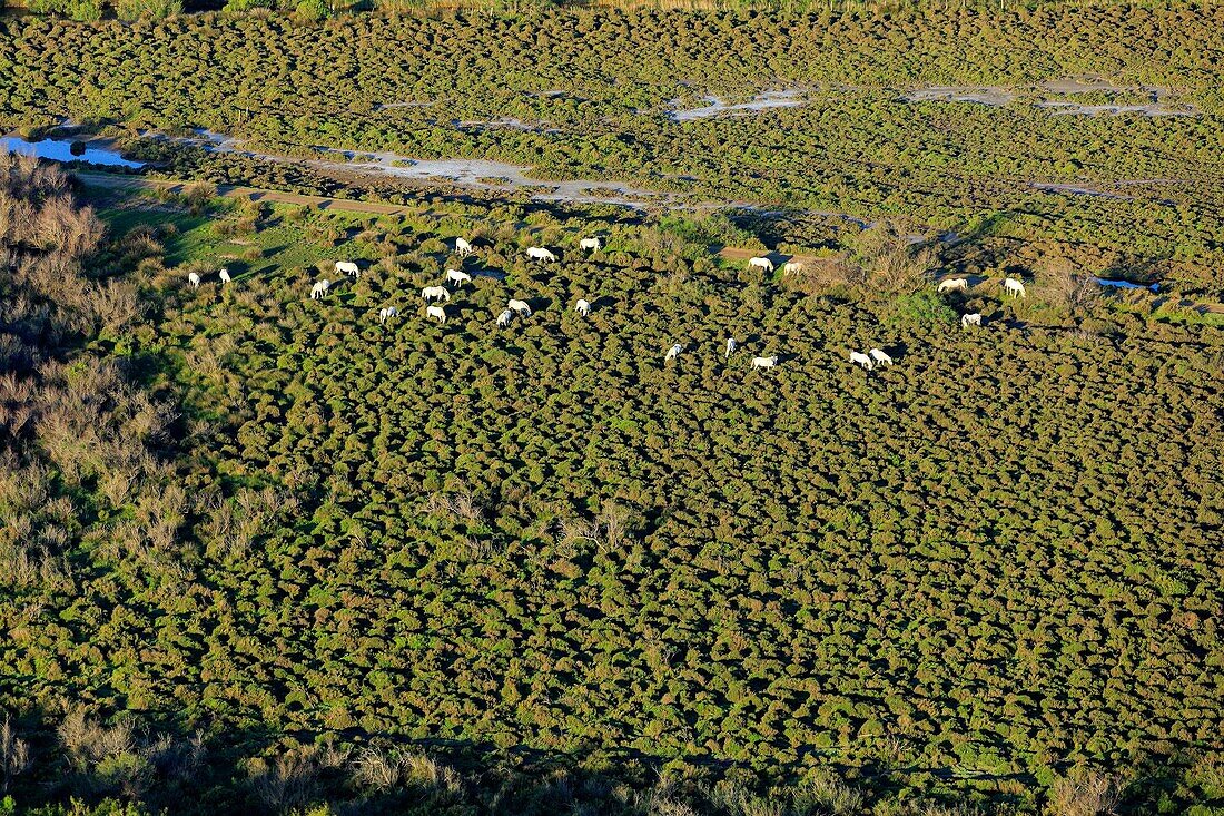 Frankreich, Bouches du Rhone, Regionaler Naturpark Camargue, Arles, Salin de Giraud, Domaine de La Palissade, Camargue-Pferde (Luftaufnahme)