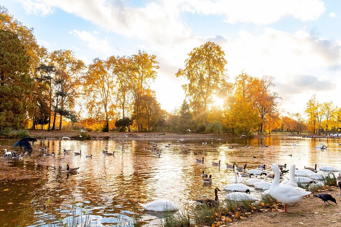 France, Paris, the Bois de Vincennes in autumn, Lake Daumesnil