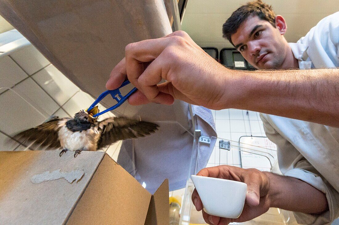 France, Cotes d'Armor, Pink Granite Coast, Pleumeur Bodou, Grande Island, Ornithological Station of the League of Protection of Birds (LPO), Wildlife Care Center, feeding a swallow