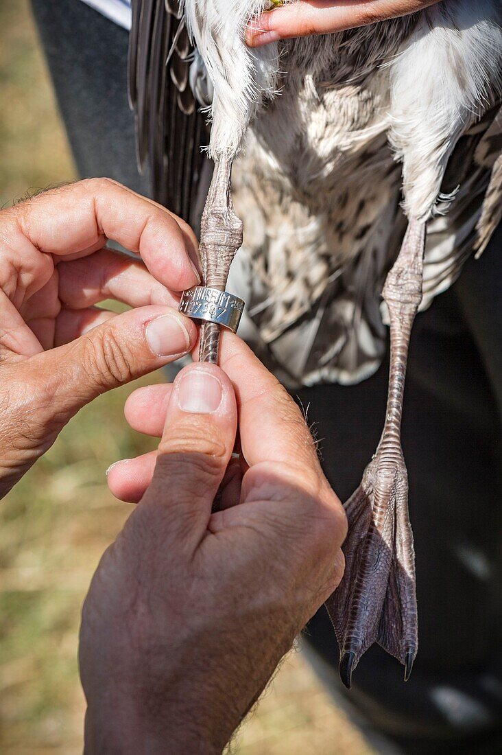 France, Cotes d'Armor, Pink Granite Coast, Pleumeur Bodou, Grande Island, Ornithological Station of the League of Protection of Birds (LPO), counting, weighing, census and ringing of Brown Gulls (Larus fuscus) and Herring Gulls (Larus argentatus) before releasing larger ones