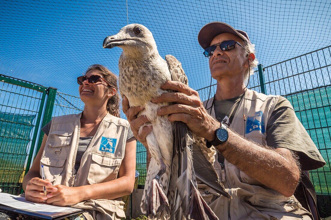 France, Cotes d'Armor, Pink Granite Coast, Pleumeur Bodou, Grande Island, Ornithological Station of the League of Protection of Birds (LPO), counting, weighing, census and ringing of Brown Gulls (Larus fuscus) and Herring Gulls (Larus argentatus) before releasing larger ones