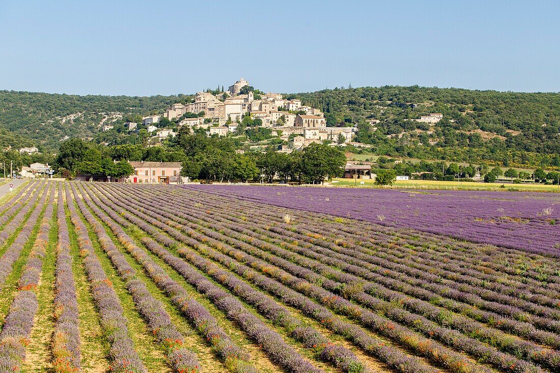 Frankreich, Alpes de Haute Provence, Simiane la Rotonde, Lavendelfeld am Fuße des Dorfes