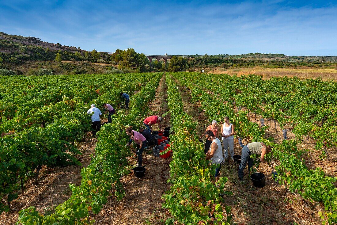 France, Herault, Villeveyrac, Domain of Roquemale, vintagers in vineyards