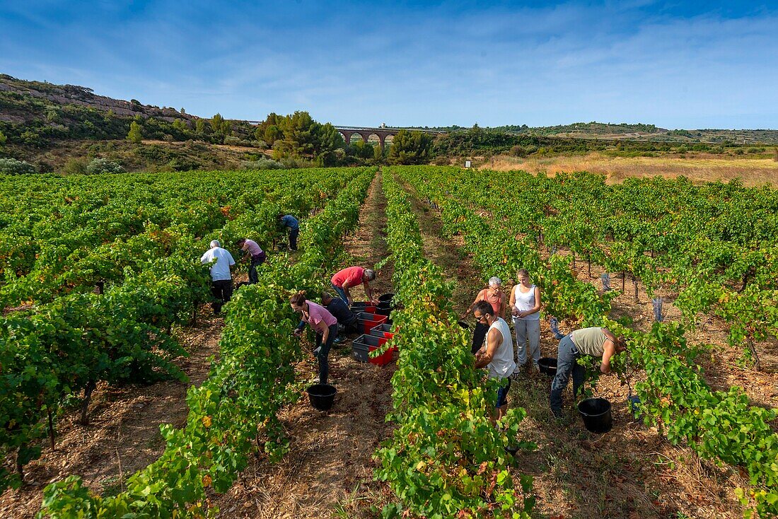 Frankreich, Herault, Villeveyrac, Domaine de Roquemale, Winzer in den Weinbergen