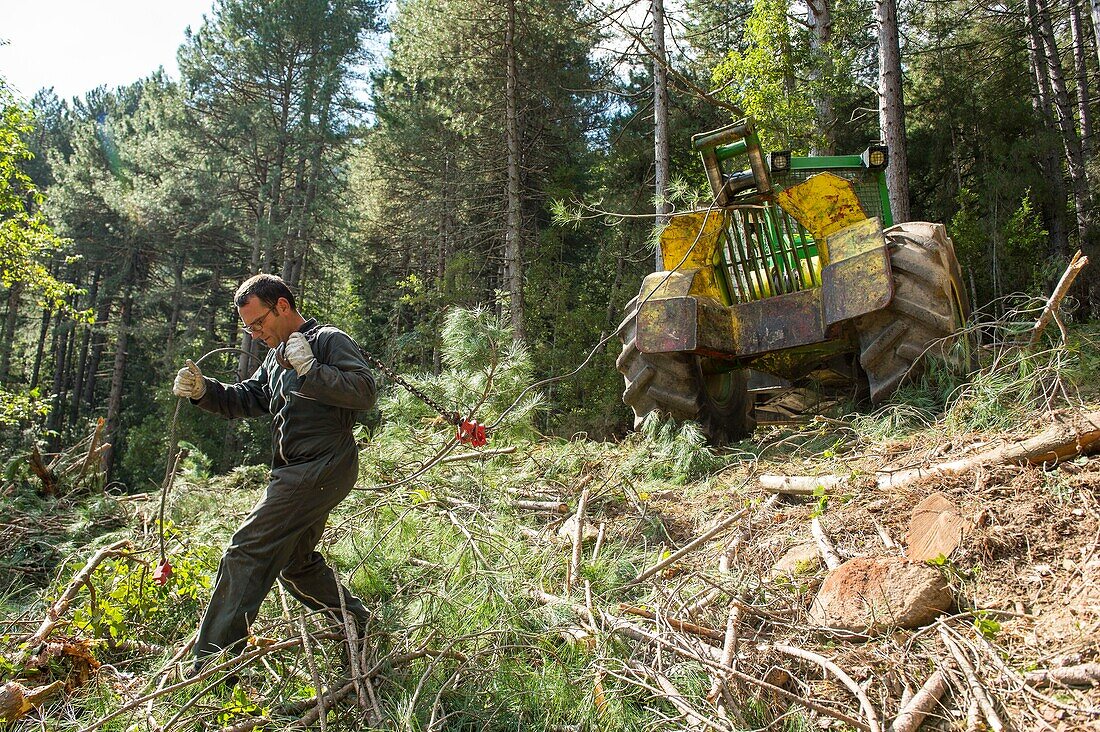 Frankreich, Haute Corse, Vivario, im Wald von Verghello, mit Forsttraktor gefällte Seekiefern zur Sanierung eines Kastanienbaums, der Holzfäller zieht das Seil den Hang hinunter