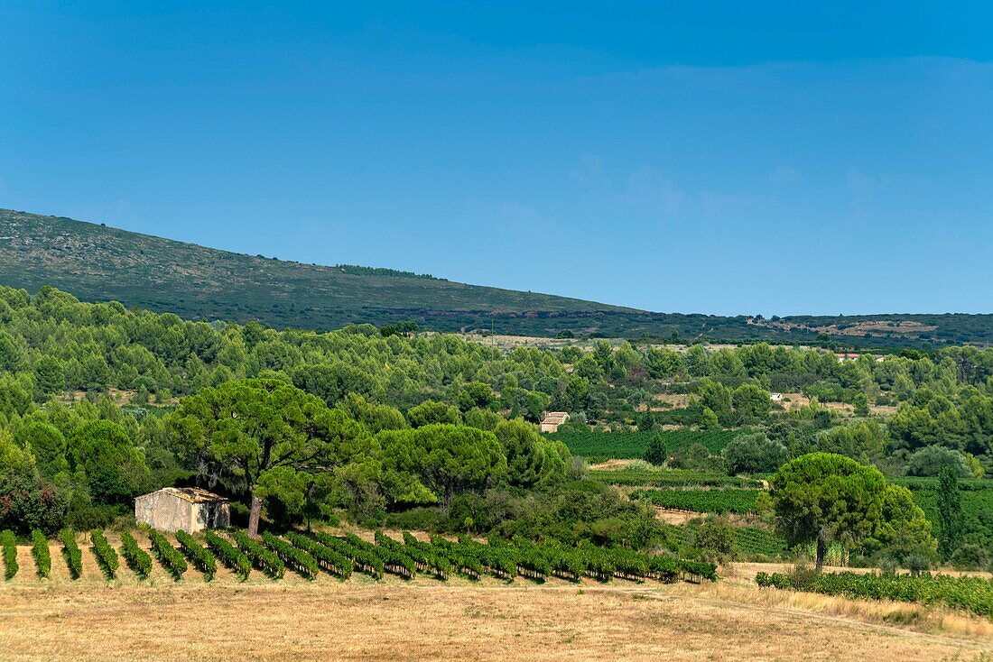 Frankreich, Herault, Villeveyrac, Mas de Bayle, Haus inmitten von Weinbergen unter einer Pinie