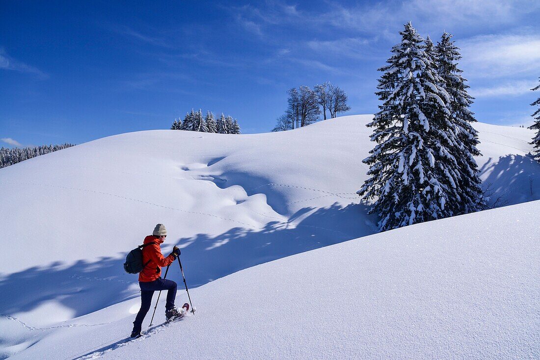 France, Jura, GTJ, great crossing of the Jura on snowshoes, crossing majestic landscapes laden with snow between Lajoux and Molunes