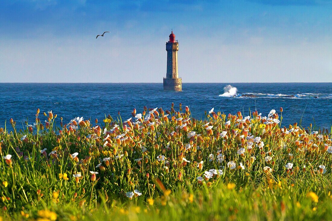 France, Finistere, Ponant Islands, Armorica Regional Nature Park, Iroise Sea, Ouessant Island, Biosphere Reserve (UNESCO), Jument Lighthouse in Spring