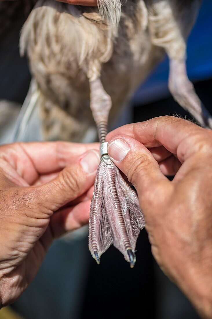 France, Cotes d'Armor, Pink Granite Coast, Pleumeur Bodou, Grande Island, Ornithological Station of the League of Protection of Birds (LPO), counting, weighing, census and ringing of Brown Gulls (Larus fuscus) and Herring Gulls (Larus argentatus) before releasing larger ones