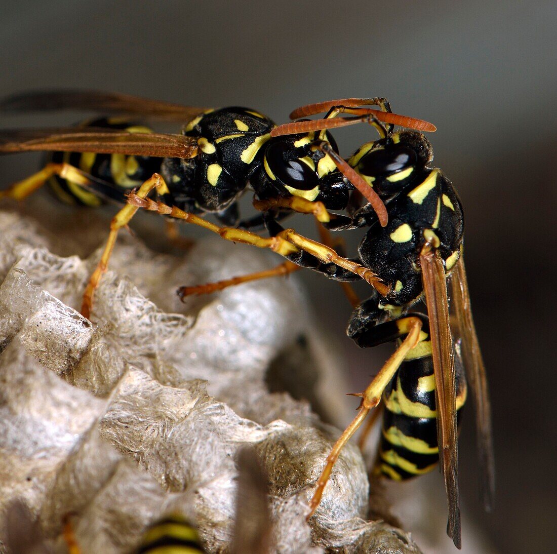 Frankreich, Territoire de Belfort, Belfort, Fenster, Fensterpflanze, Nest von Wespen, Polistes gallicus oder Polistes doninulus, Nahrungsaustausch