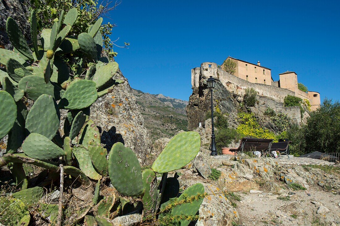 Frankreich, Haute Corse, Corte, die Zitadelle vom Aussichtsturm aus gesehen und der barbarische Feigenbaum