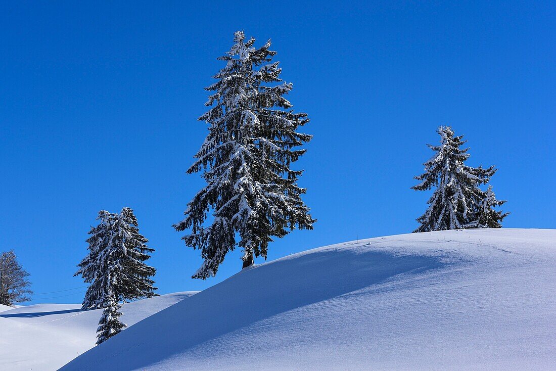 France, Jura, GTJ, great crossing of the Jura on snowshoes, snow laden landscape of the Hautes Combes plateau