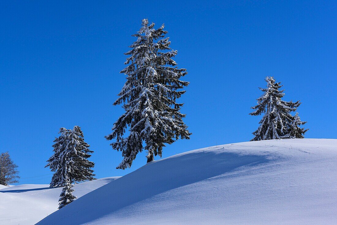 Frankreich, Jura, GTJ, große Juradurchquerung auf Schneeschuhen, verschneite Landschaft der Hochebene der Hautes Combes