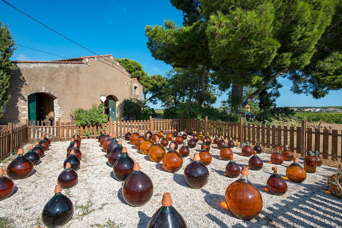 France, Herault, Vic-la-Gardiole, De La Plaine Domain, bombonnes of muscat of Frontignan