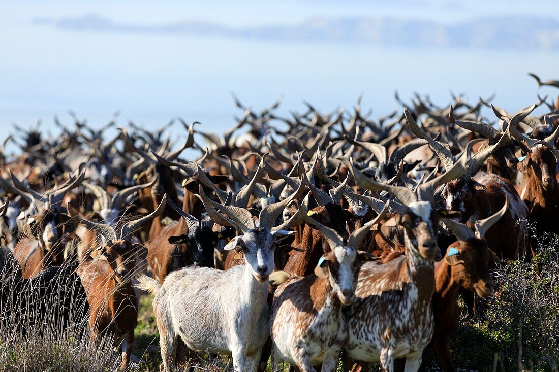 France, Bouches du Rhone, The Blue Coast, Le Rove, goat breeding Rove