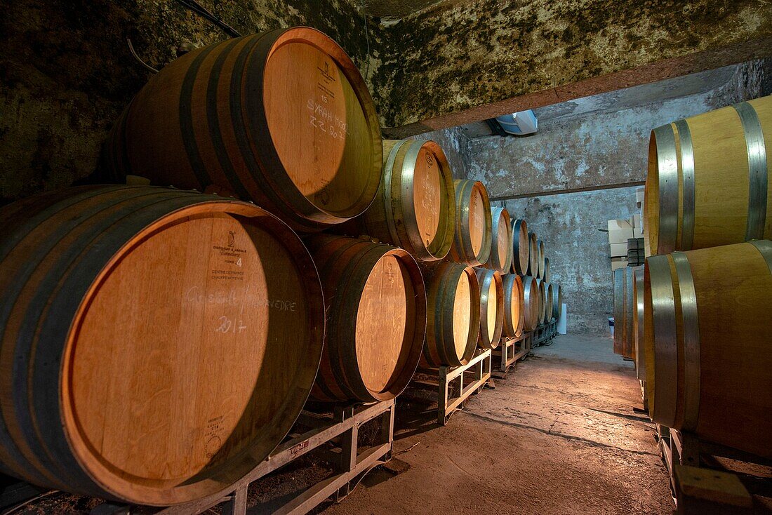 France, Herault, Villeveyrac, Domain of Roquemale, barrels in a cellar