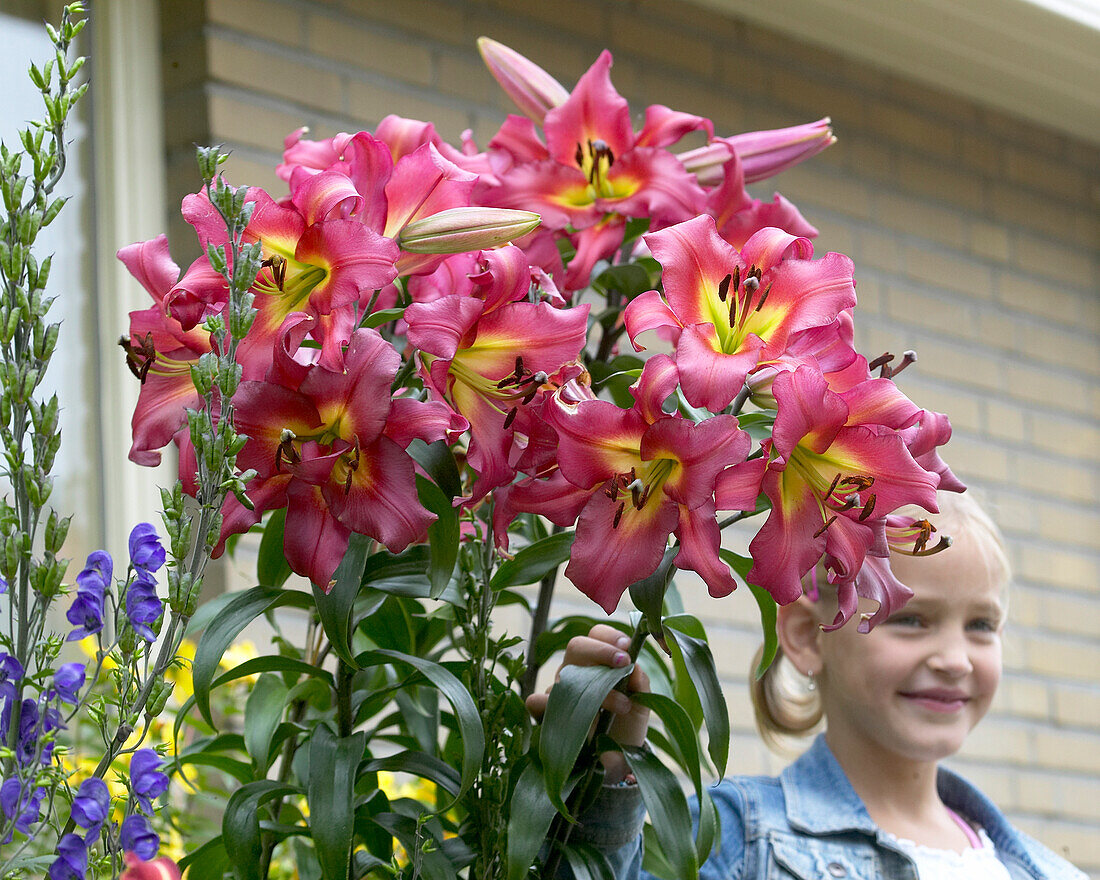 Lilium Satisfaction- lilies