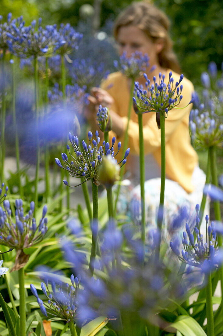 Woman looking at Agapanthus flowers