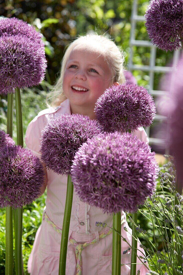 Allium Pinball Wizard