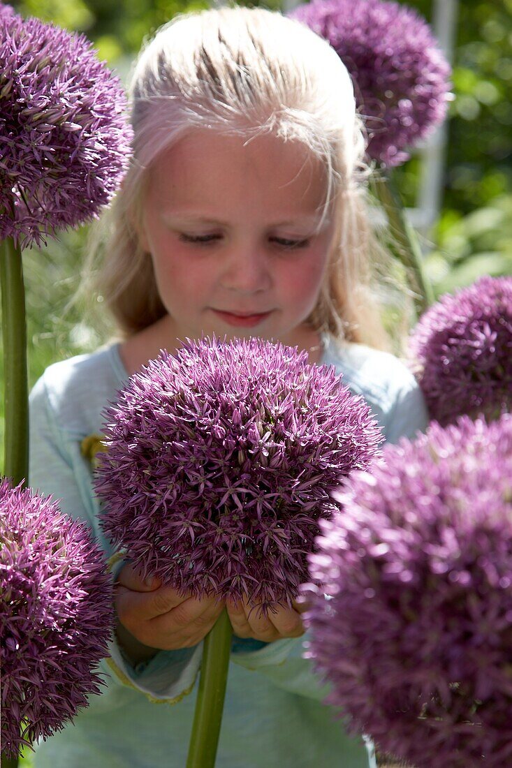 Allium Pinball Wizard