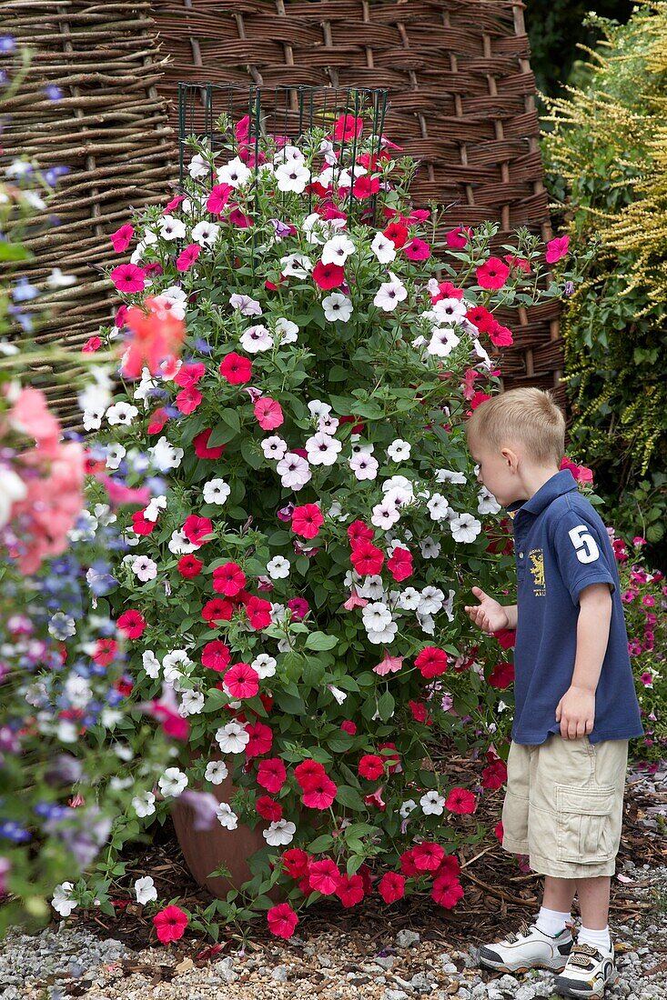 Boy in front of large petunia container