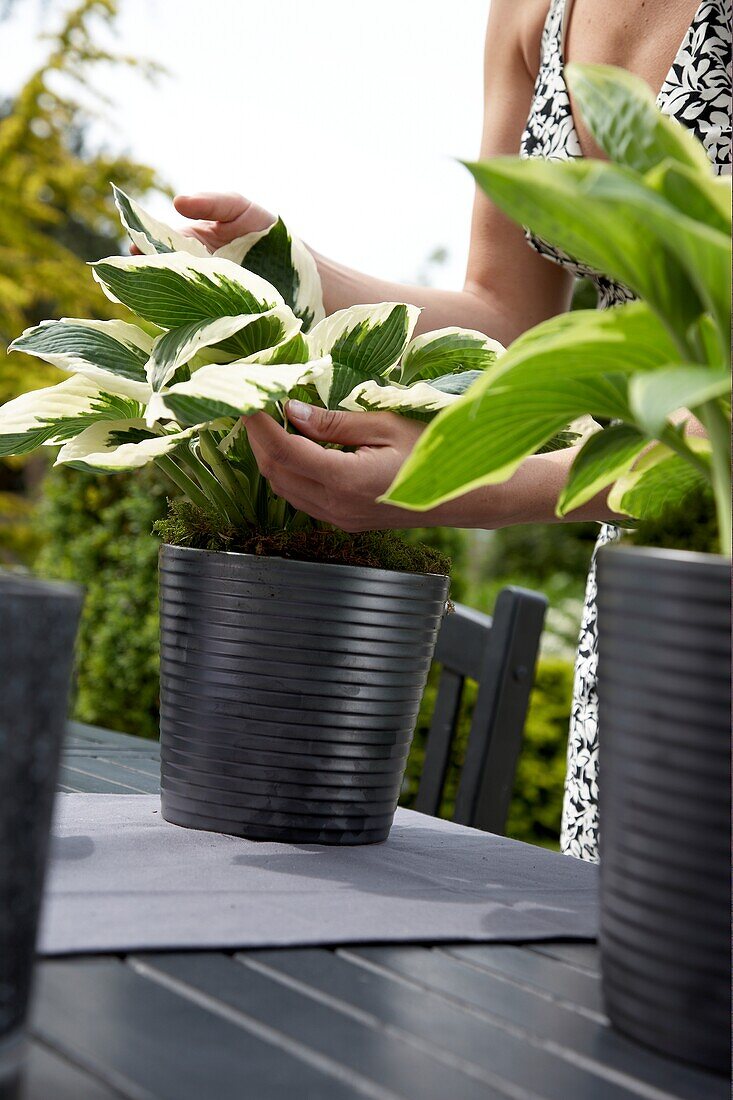 Frau stellt Hosta auf den Tisch 103989 Frau stellt Hosta auf den Tisch